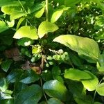 Berberis aquifolium 果実
