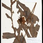 Phlebodium decumanum Leaf