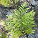 Davallia canariensis Leaf