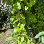 Dioscorea oppositifolia 整株植物