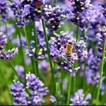 Lavandula × intermedia Flower