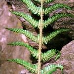 Dryopteris oreades 其他