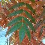 Sorbus commixta Leaf