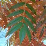 Sorbus commixta Leht