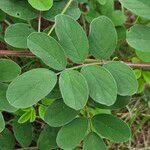 Indigofera hirsuta Hoja