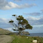 Nothofagus pumilio Hàbitat