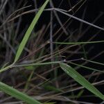 Pogonatherum paniceum Hàbitat