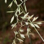 Festuca pallens Otro