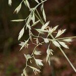 Festuca pallens Anders