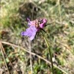 Scabiosa cinereaFlor