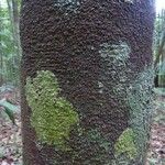 Abarema mataybifolia बार्क (छाल)