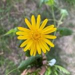 Euryops chrysanthemoidesFlors