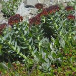 Rhodiola integrifolia Habit