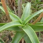 Aloe striatula ᱥᱟᱠᱟᱢ