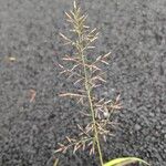 Eragrostis minor Tunda