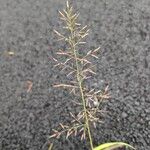 Eragrostis minor Frucht