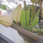 Stapelia hirsuta Hostoa