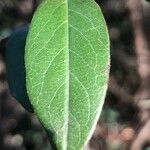 Cotoneaster zabelii Blad