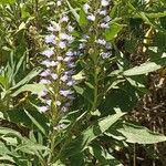 Echium callithyrsum Flower