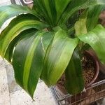 Dracaena fragrans Leaf