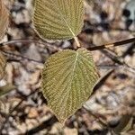 Viburnum lantanoides Leaf