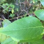 Aristotelia chilensis Fuelha