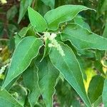 Croton flavens Blad