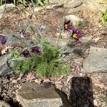 Pulsatilla vulgaris花