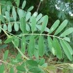 Tephrosia noctiflora Feuille