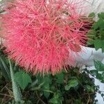 Callistemon citrinusFlower