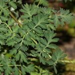 Lomatium martindalei ᱛᱟᱦᱮᱸ