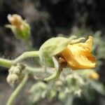 Abutilon pannosum Плід