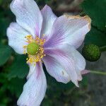 Eriocapitella hupehensis Λουλούδι