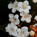 Viburnum rugosum Квітка