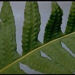 Polypodium californicum Hoja