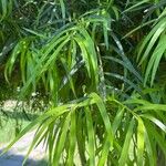 Podocarpus salignus Blad