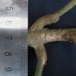 Rustia costaricensis Kita
