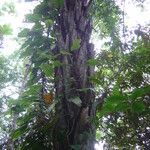 Attalea dubia অভ্যাস