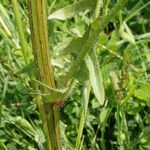 Crepis biennis Bark