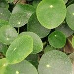 Pilea peperomioides Blad