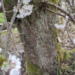 Prunus × yedoensis 樹皮
