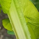 Smyrnium perfoliatum Bark