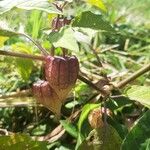 Physalis angulata Frutto