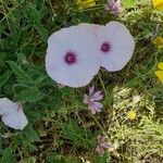 Convolvulus althaeoidesŽiedas