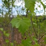 Betula pubescens 葉