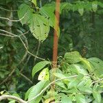 Miconia crenata Leaf