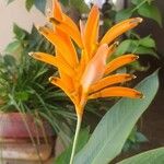 Heliconia psittacorumফুল