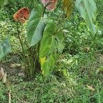 Anthurium subsignatum Blomst