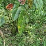 Anthurium subsignatum Квітка