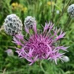 Centaurea scabiosaBlüte